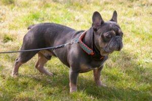 FRENCH HUGO - männlich 4 Jahre 34 cm 14 kg Französische Bulldogge Gechipt Nicht kastriert