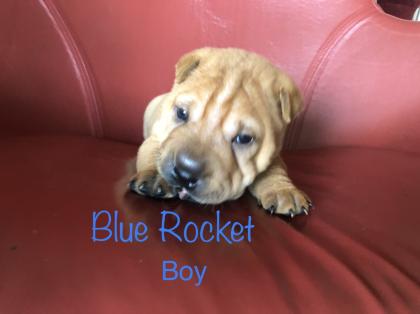 Süße kleine Shar Pei Welpen