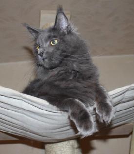 Maine Coon Mädchen in Blue mit Stammbaum