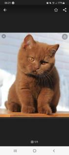 Katzenbetreuung