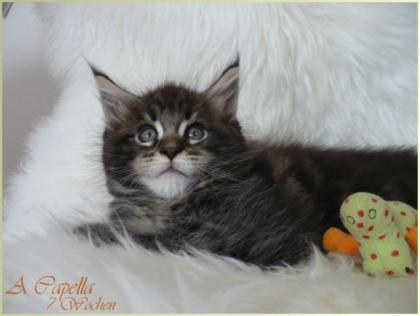 4 hübsche Maine Coons suchen liebevolles Personal
