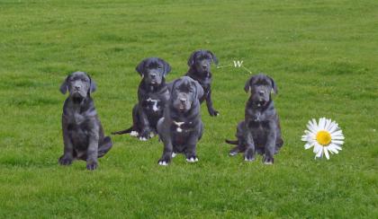 Mischlingswelpen, Cane Corso, Labrador, Dogge