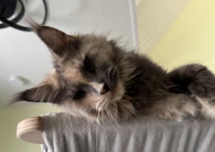 Traumkatze sucht Traumzuhause