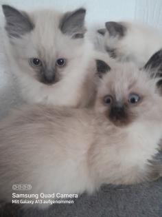 Süsse siam kitten verkaufen