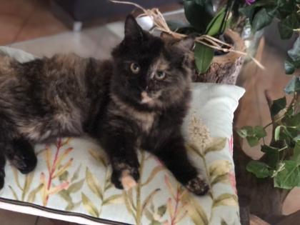 Katze Dori sucht ein liebevolles Zuhause