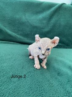 Süße Canadian Sphynx Kitten