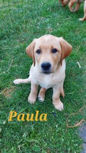 Unsere süßen Labrador Welpen