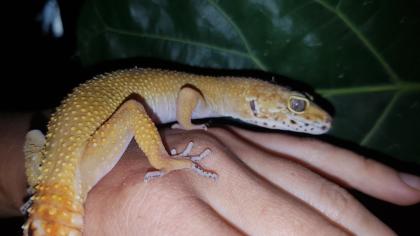 Leopardgeckos, 1 Männlein, 2 Weiblein sowie 1 weibliches Jungtier