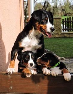 Appenzeller Sennenhund FCI Welpen