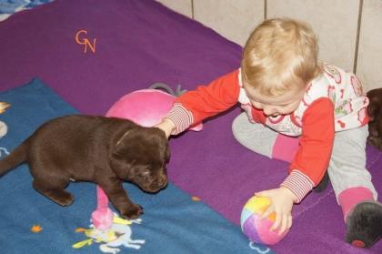 Labrador Welpen braun Showtyp Zucht seit 1998