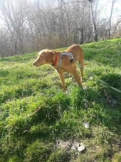 Houdini - anhänglicher, liebevoller Podenco-Mix sucht ein eigenes Körbchen