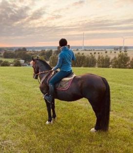 Kompakte, vielseitig einsetzbare Welsh Cob Stute