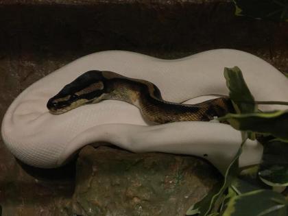 Königspython Piebald Dalmatiner