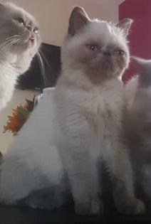 Colourpoint, Exotic Shorthair, blaue Augen, Katze, Jungtier