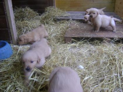 Wunderschöne goldenretrieverwelpen