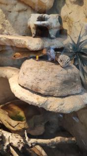 Leopardgeckos in liebevolle Hände abzugeben