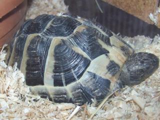 Griechische landschildkröte nz 08/03 abzugeben