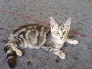 1 Maine coon Mix Kitten noch zu haben