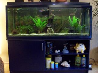 Ca. 250l Aquarium incl. Fische usw.