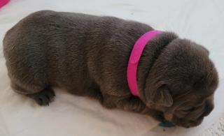 Französische Bulldogge - Welpen in blau / blue blue-tan mit Ahnentafel