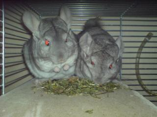2 süße Chinchillas suchen ein neues Zuhause