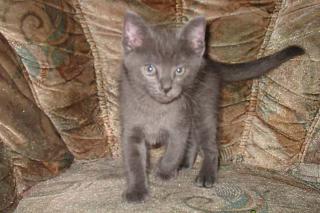 Wunderschöne Siam/Thai /Britischkurzhaa Kitten 8 Wochen alt