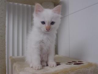 Birma Kitten