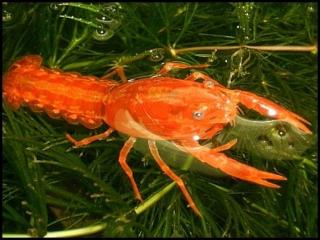 CPO Cambarellus patzcuarensis var. Orange,