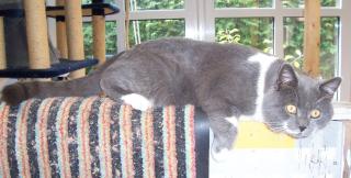 Britisch Kurzhaar Kater