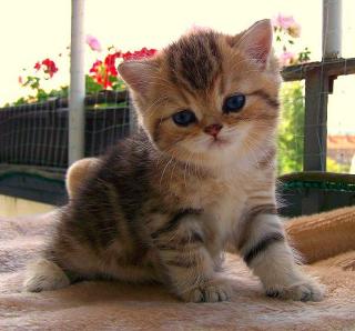 Verschmustes Exotic Shorthair Babys