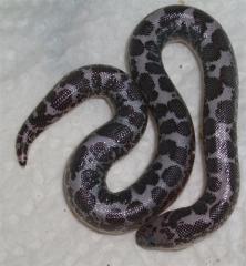 Anerytristische Sandboas - Gongylpohis colubrinus NZ 2021