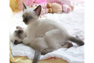 Thaikitten aus bestem Hause-Thai-Thaikatze-Thaikater
