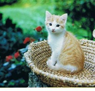 Fideler Kater Rosso sucht neues Revier