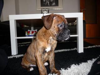 Boxerwelpen