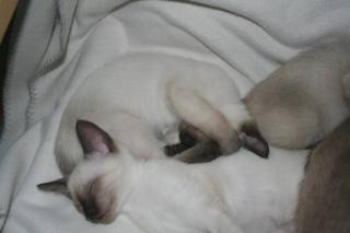 2 Bildhübsche Siam - Thai - Kitten Mädchen ab sofort abzugeben