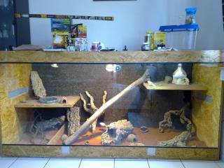 200x100x80 Holzterrarium m. Zubehör und Bartagamenpärchen