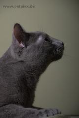 Russisch Blau Deckkater