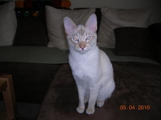 Siam lilac-tabby-point mit gemäßigtem Gesicht