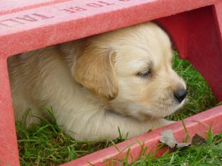 Süße Golden Retriever Welpen