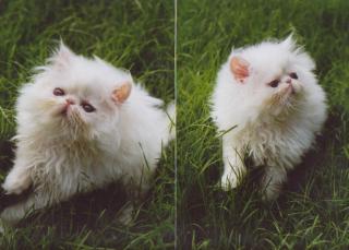 Perserkater