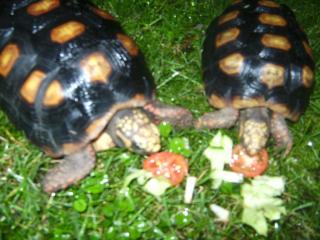 2 Köhlerschildkröten 4 u. 5 Jahre alt zus. 300 Euro m. Papieren