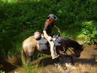 Araber-Stute, 5 Jahre, 153 cm,