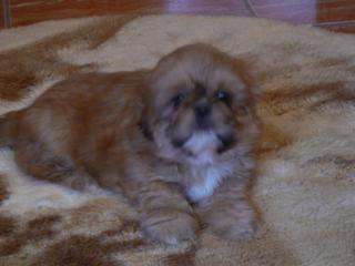 Shih - Tzu / Pekinese zu verkaufen
