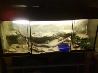 2 Bartagamen pärchen mit riesigen Terrarium mit Rückwand und .
