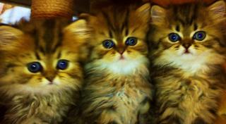 Reinrassige Perserkitten mit Nase in Gold-Tabby suchen ein neues Zuhause