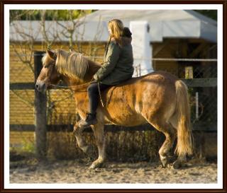 Haflinger sucht DICH