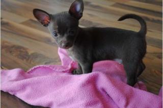 Wunderschöne Chihuahua Welpen