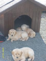 Aufgepasst Eine 7 Wochen alte Golden Retriever Hündin in liebevolle Hände abzu