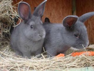 Blaue Wiener und Großchinchilla abzugeben