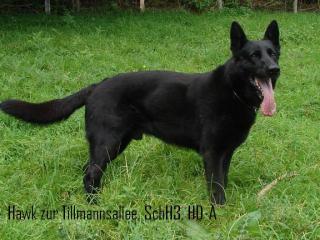 Deutsche Schäferhundwelpen Lackschwarz